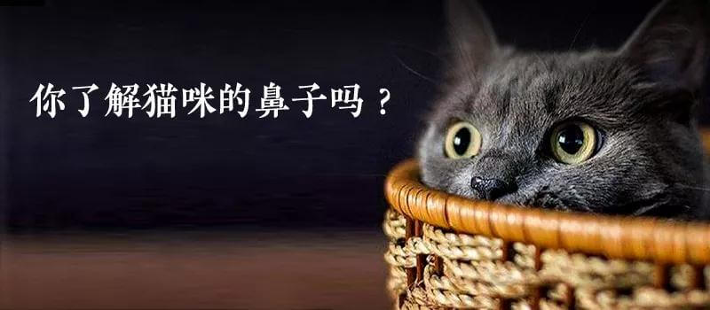 关于猫的鼻子特点（关于猫咪鼻子的一些常识）