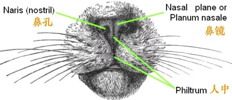 关于猫的鼻子特点（关于猫咪鼻子的一些常识）
