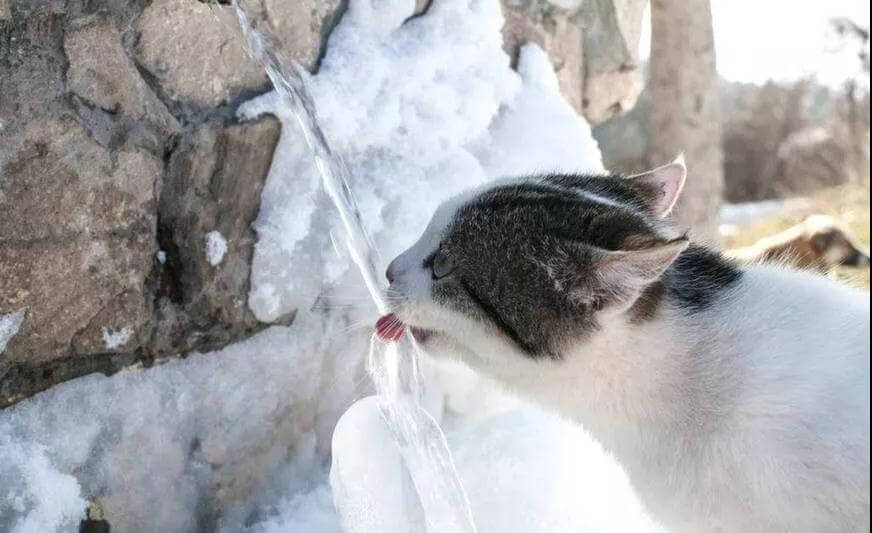 （猫咪爱喝脏水，这是什么原因）