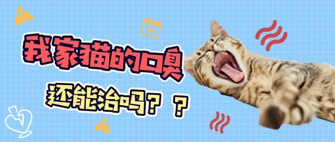 （猫咪口臭应该如何治疗）