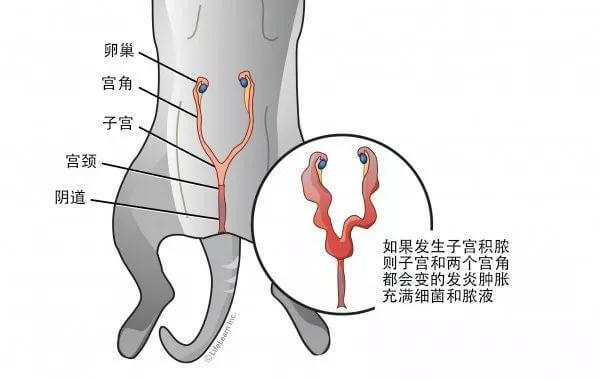 猫的孕育过程（繁育人要知道的：孕猫子宫与胎儿关系示意图）