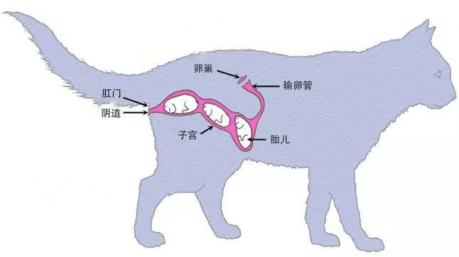 猫的孕育过程（繁育人要知道的：孕猫子宫与胎儿关系示意图）