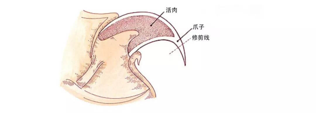 猫的爪子大意味着什么（关于猫咪爪子的一些常识）