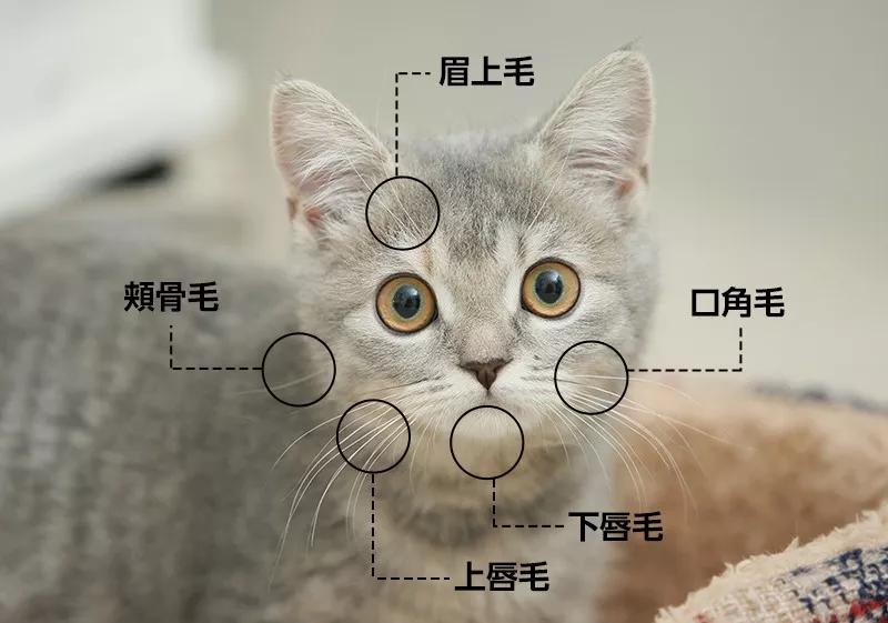 （“拔根猫胡子，招财招桃花）