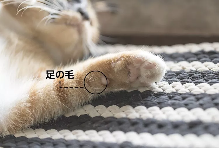 （“拔根猫胡子，招财招桃花）