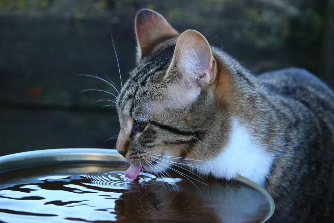 （猫咪不爱喝水怎么办）