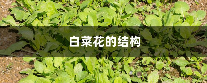 白菜花的结构示意图（白菜花的结构）