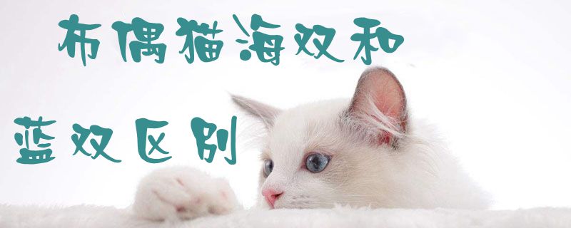 布偶猫海双和蓝双区别1