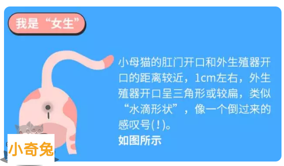 怎么分幼猫的公母