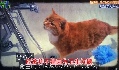 猫粮放在水里