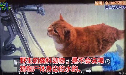 猫粮放在水里