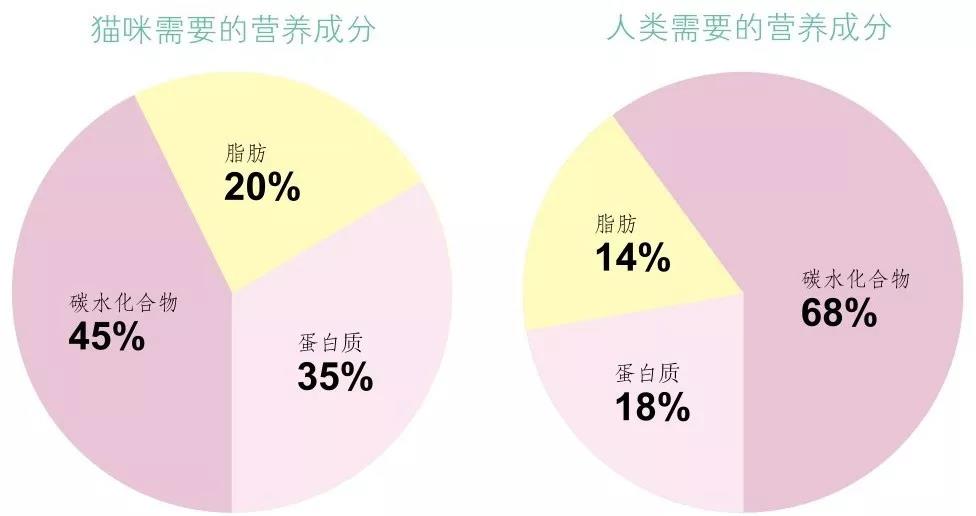 猫需要哪些营养成分