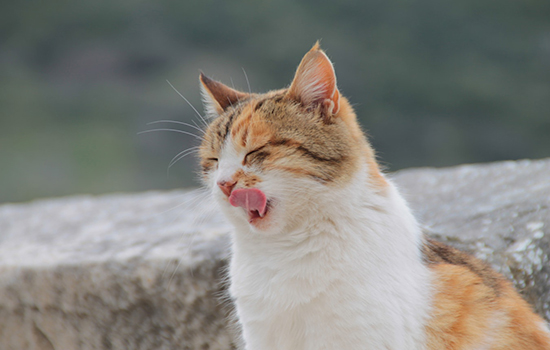 猫比人多几根骨头