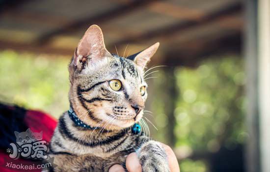 新手养猫需要注意