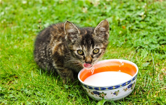 防止蚂蚁吃猫粮