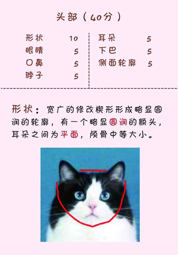 猫发腮对比照