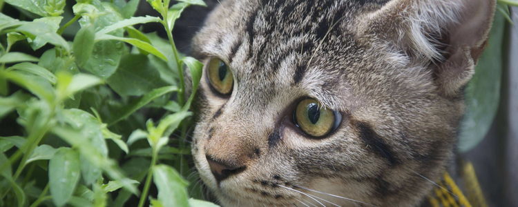 中国狸花猫多少钱一只（中国狸花猫 价格）