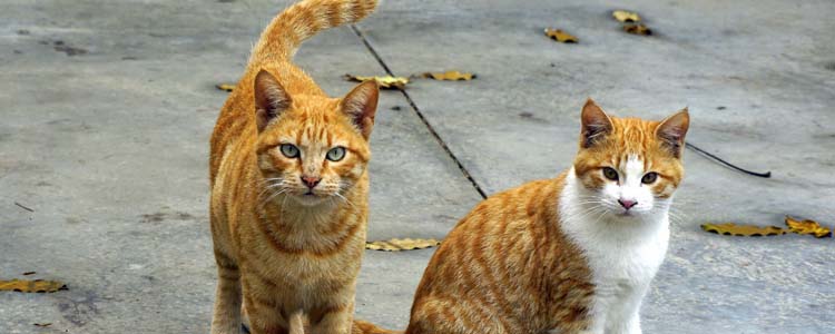 野猫为什么不能打（打了野猫还会来吗）