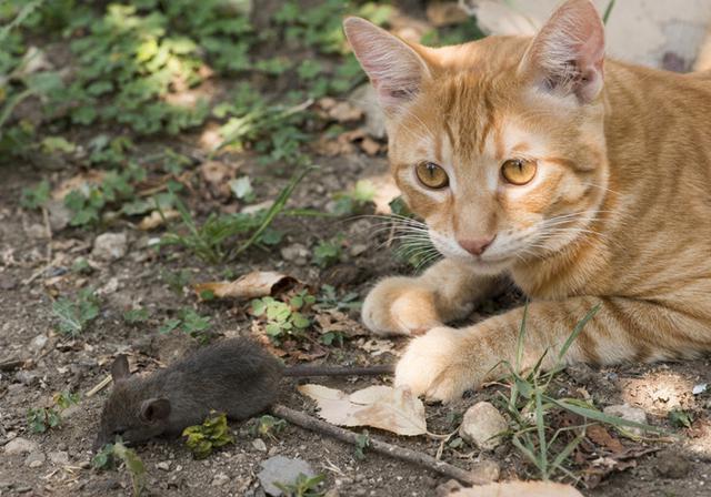 流浪猫为什么不抓老鼠怎么办（流浪猫会捕鼠吗）