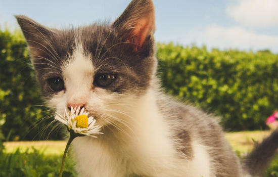 小猫一个月可以送人吗（一个多月的小猫可以送人吗）