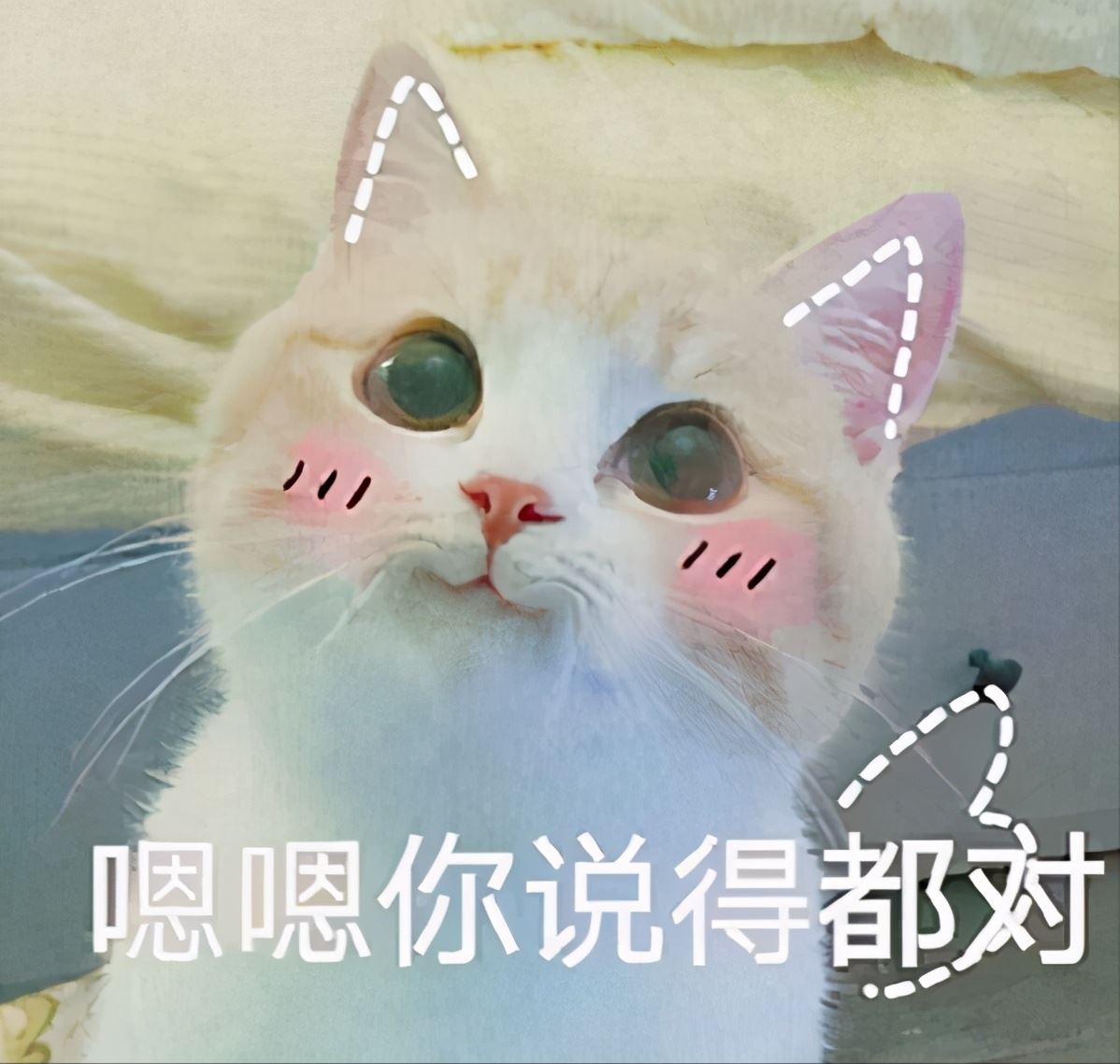 一只“旺家猫”，会有这些标志，你家猫有吗？