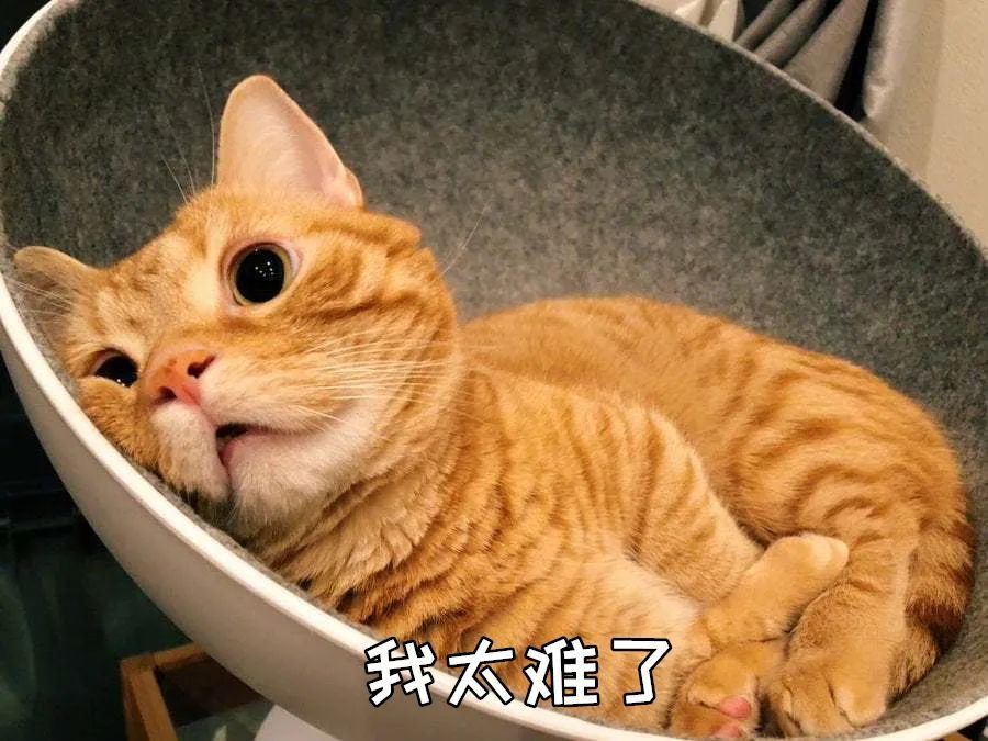 猫咪不喜欢的几个场地，尽量少去