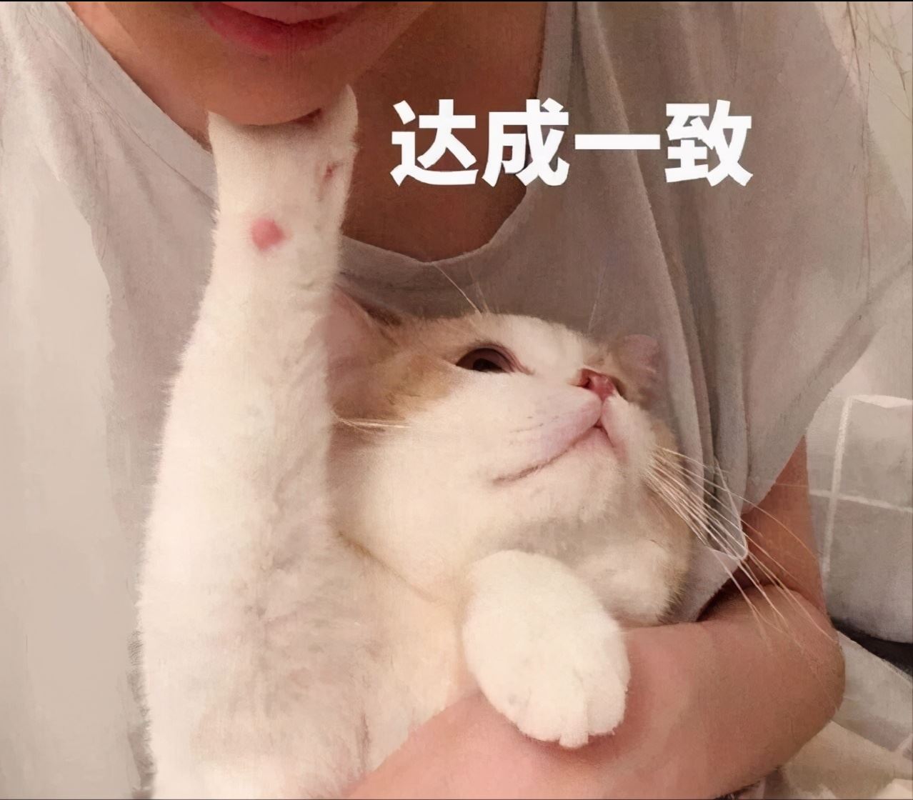 一只“旺家猫”，会有这些标志，你家猫有吗？