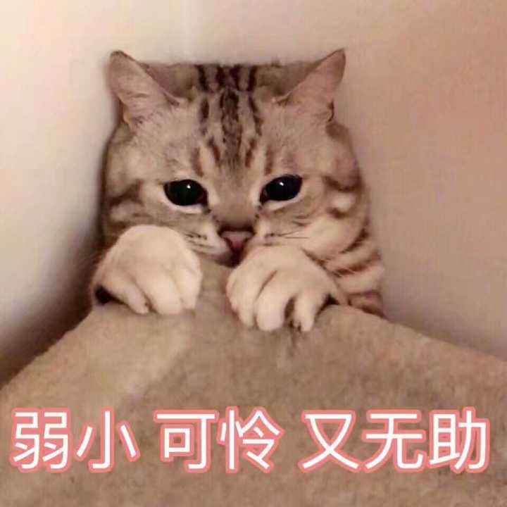 猫咪不喜欢的几个场地，尽量少去