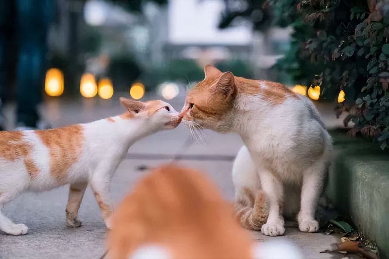 猫咪不喜欢的几个场地，尽量少去