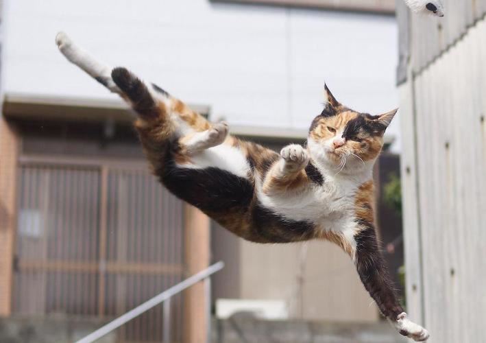 不好了！我家猫会功夫这事，藏不住了