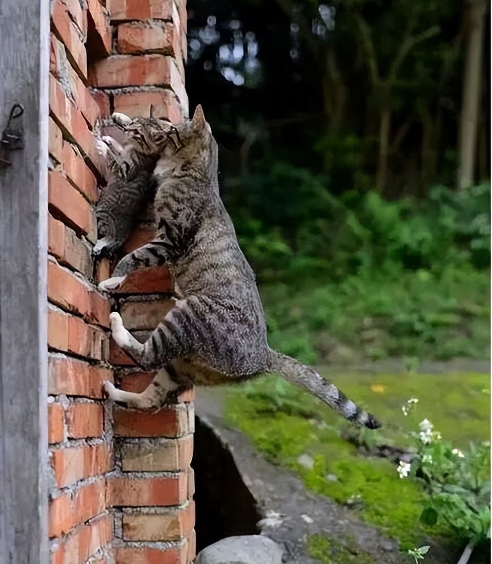 不好了！我家猫会功夫这事，藏不住了