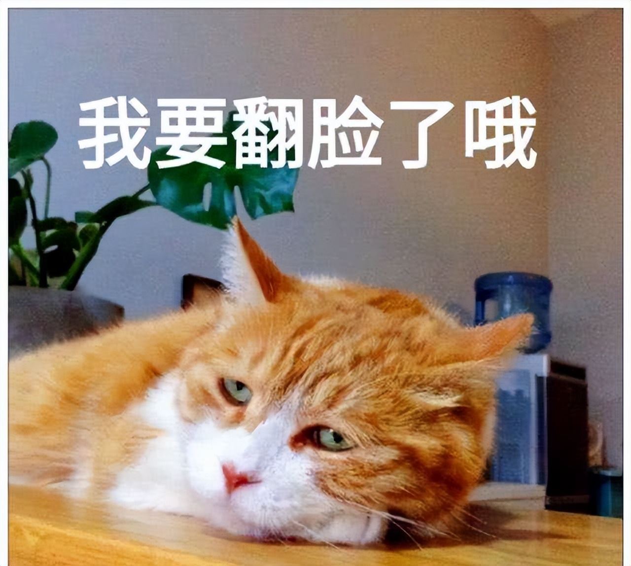 被主人“打怕”的猫咪，都会有这几种特征，你家猫有吗？