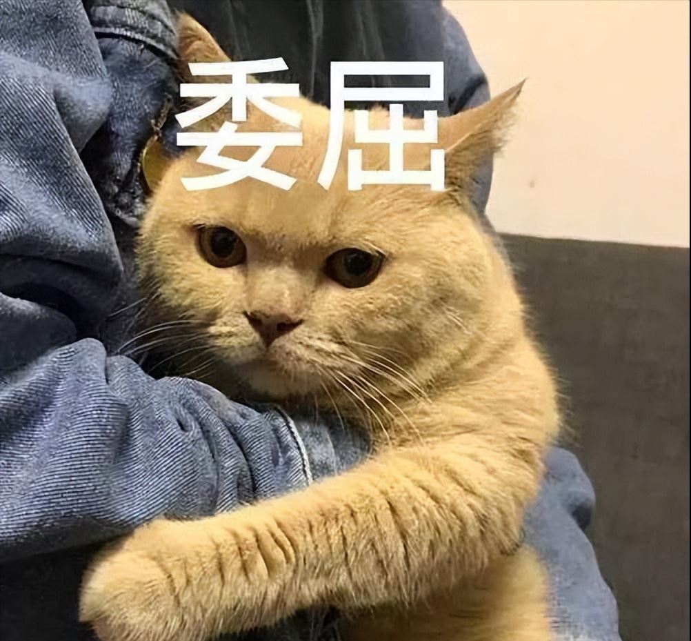 长期这样养猫，只会让猫咪寿命“越来越短”