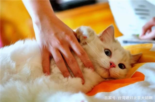 猫咪多可爱啊，再丑能丑到哪去？直到我看到了它们