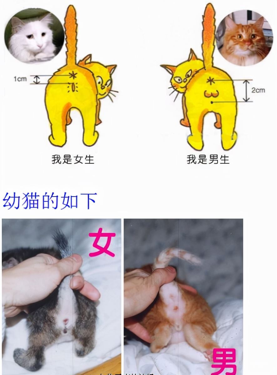 这些猫咪“性”冷知识，你可能还不知道