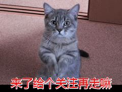 胆小猫咪打针有多搞笑？分分钟吓出表情包