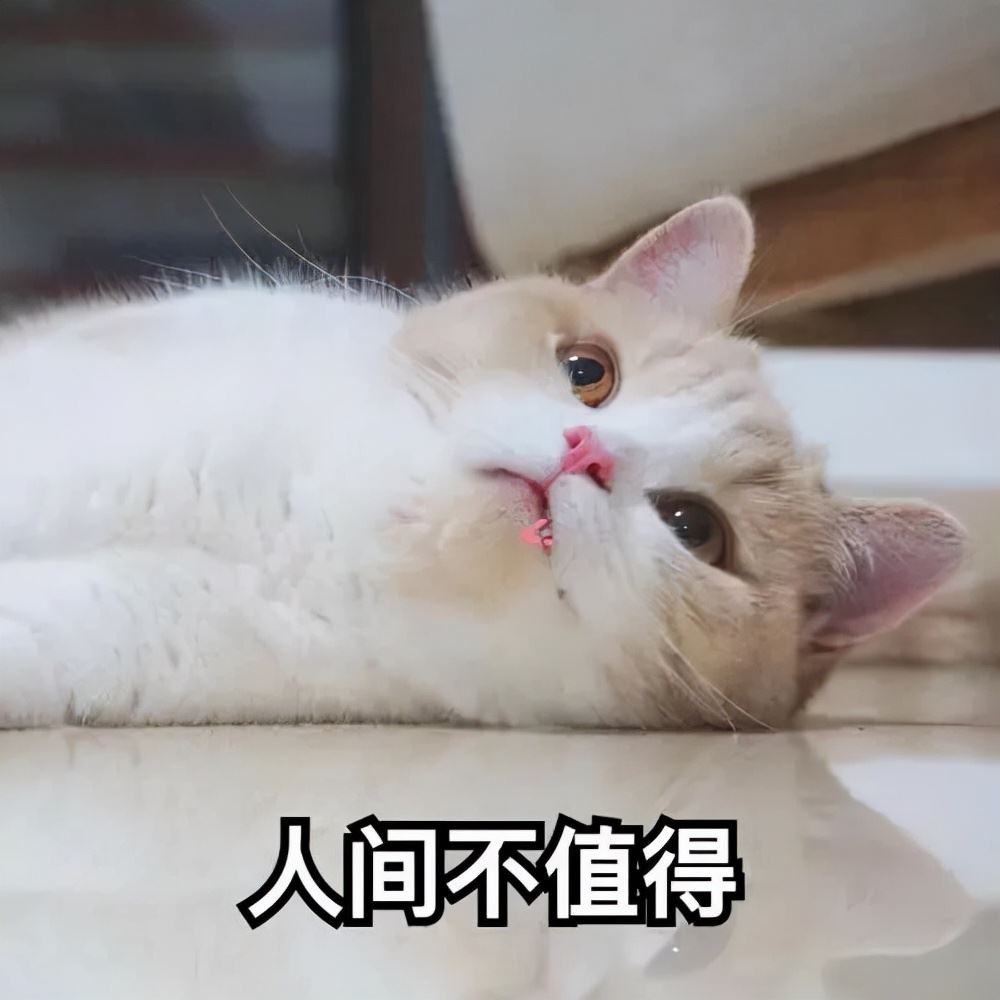 这些猫很容易“背叛”主人，忠诚度不高