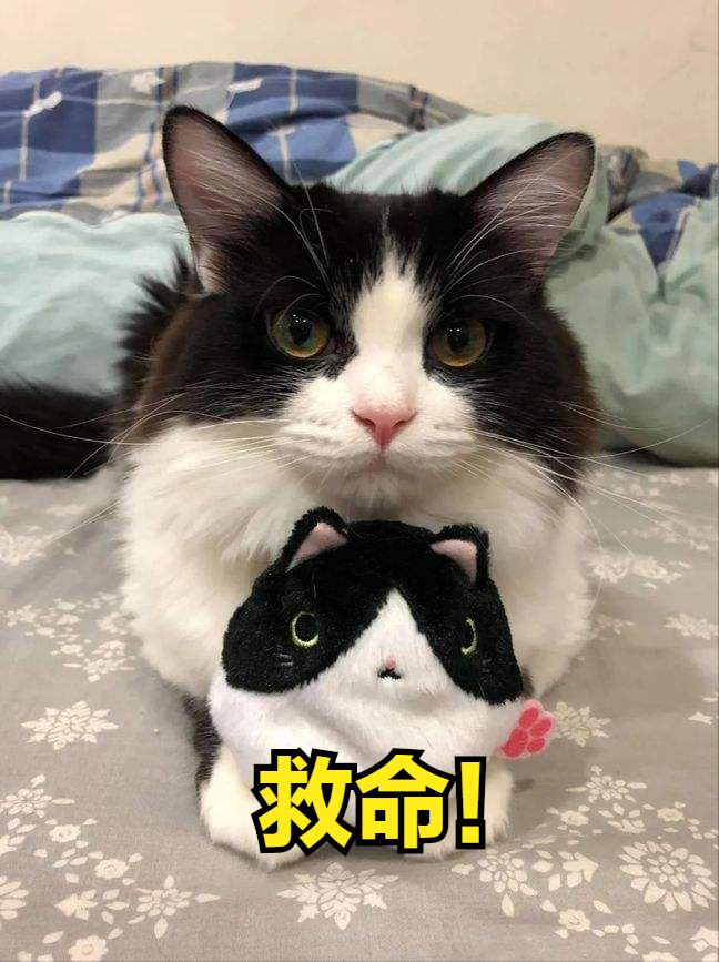 养猫首选！猫界最“亲人”的几种猫，就像黏人精