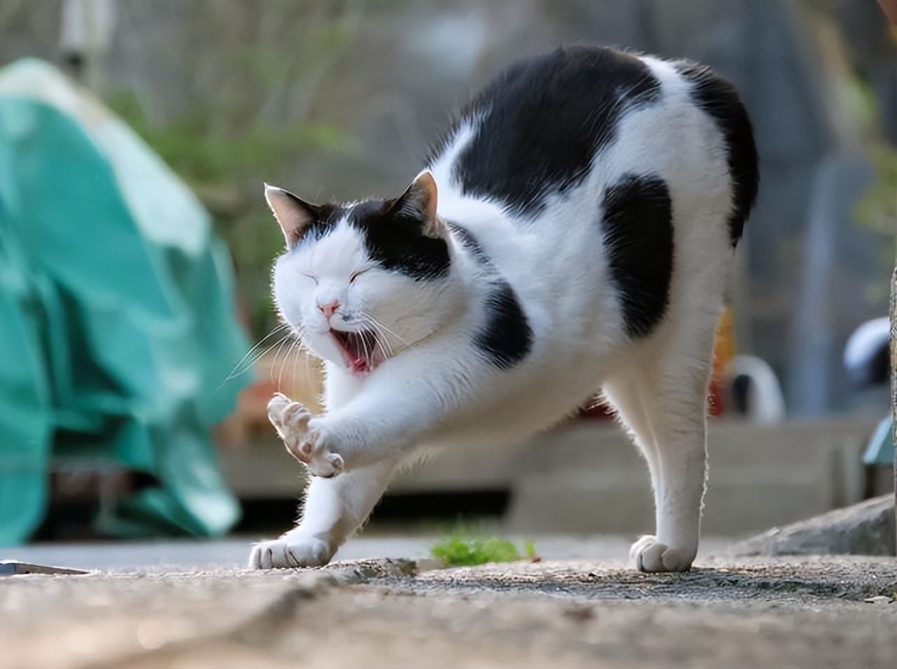 辟谣！猫咪“拱背”不是生气，原来表达了这些意思