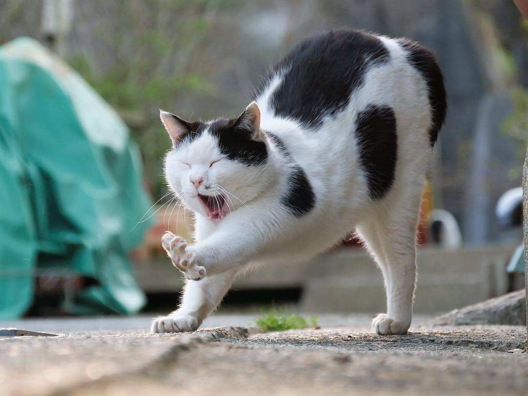 奶牛猫这些“怪异”行为，不要忽视了，它是有事告诉你