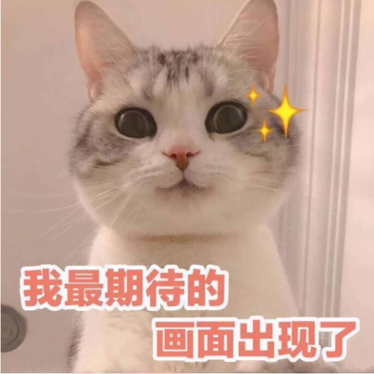 这些食物对猫咪而言，就是“人间美味”，很多人还不知道