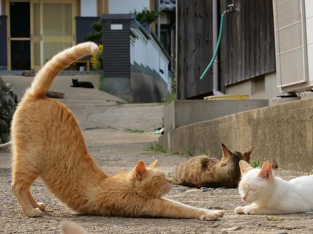 这些食物对猫咪而言，就是“人间美味”，很多人还不知道