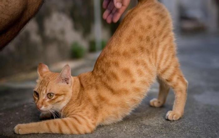 这些食物对猫咪而言，就是“人间美味”，很多人还不知道