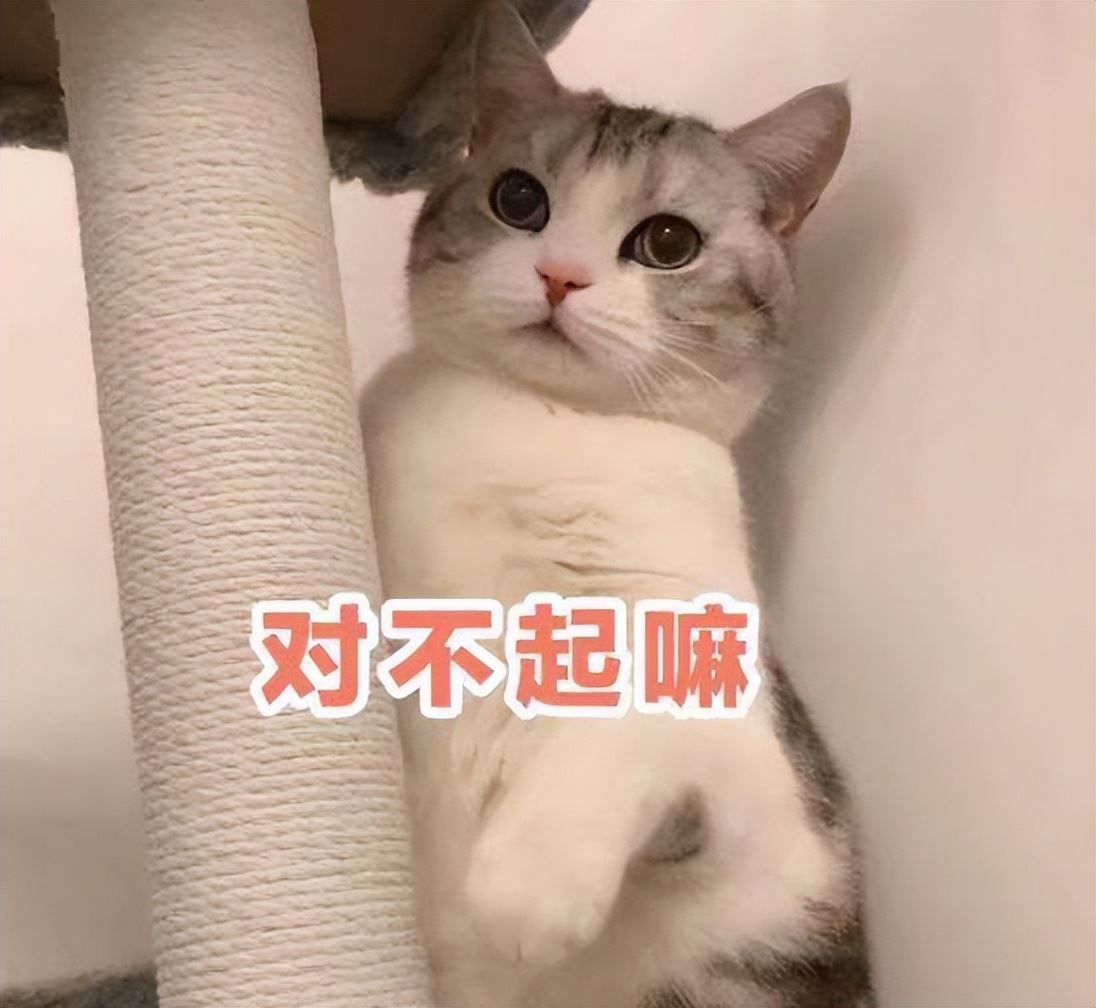 猫咪“挨打”也不反抗，在它眼里，是这样认为的