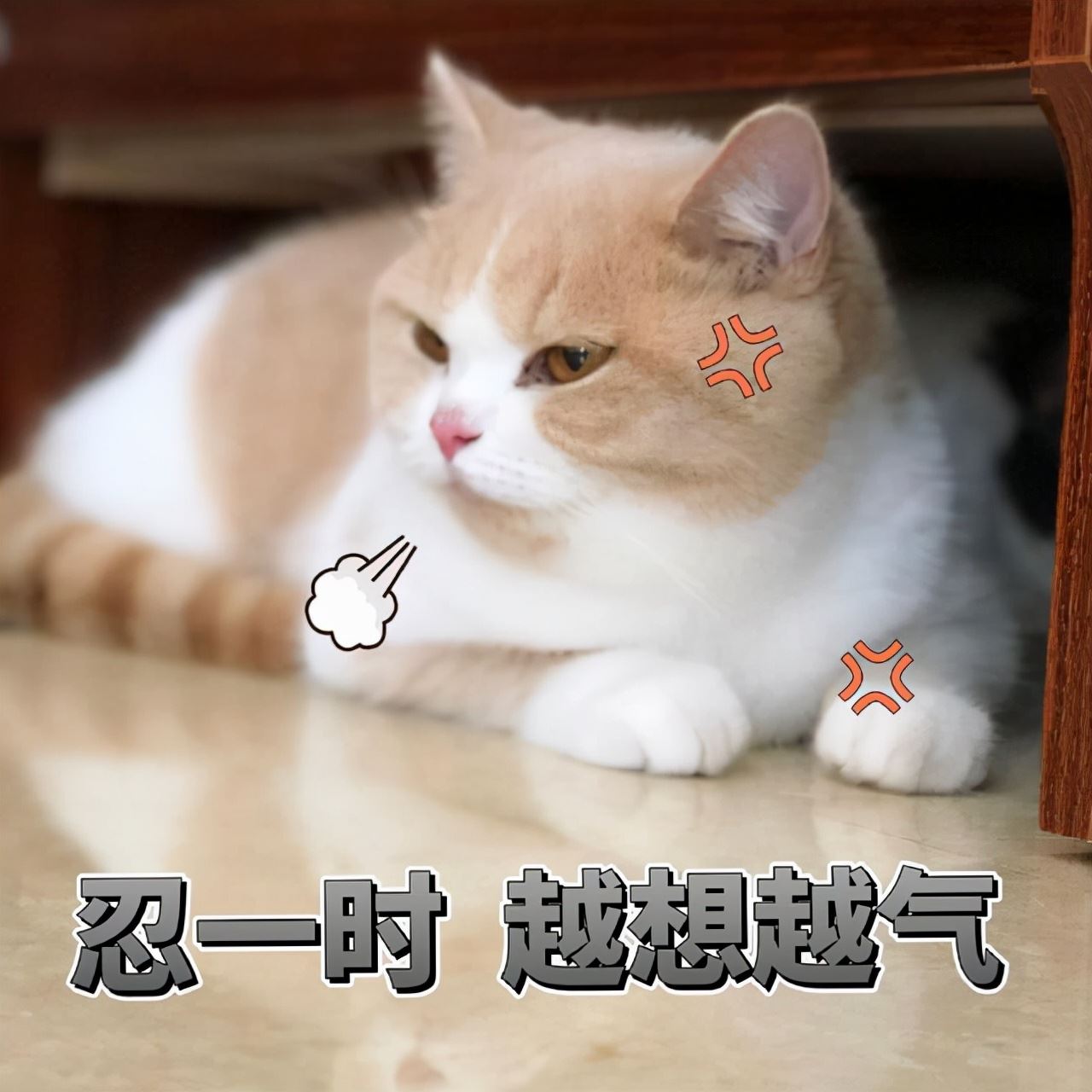 猫咪出现这几种行为，其实是在暗示你：你养猫很失败