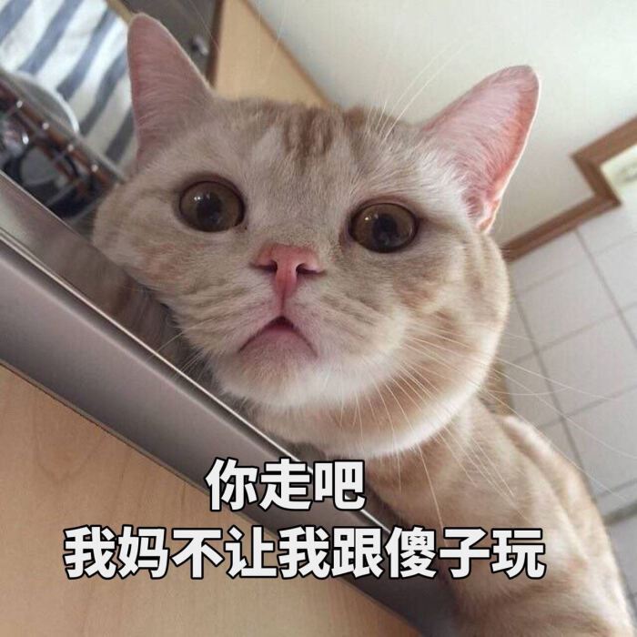 智商排名前3的猫和后3的猫，养起来区别还挺大