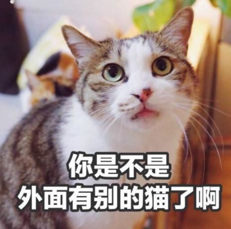 若猫咪有这6种迹象，不用怀疑，它已经把你当“亲妈”了