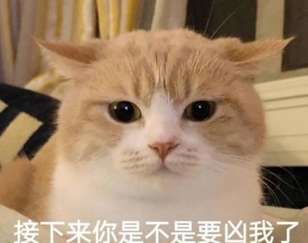 猫咪这些行为，其实是在向主人“道歉”，别傻傻不清楚