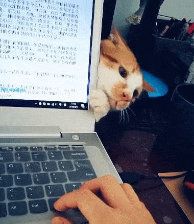 猫咪出现这几种行为，其实是在暗示你：你养猫很失败