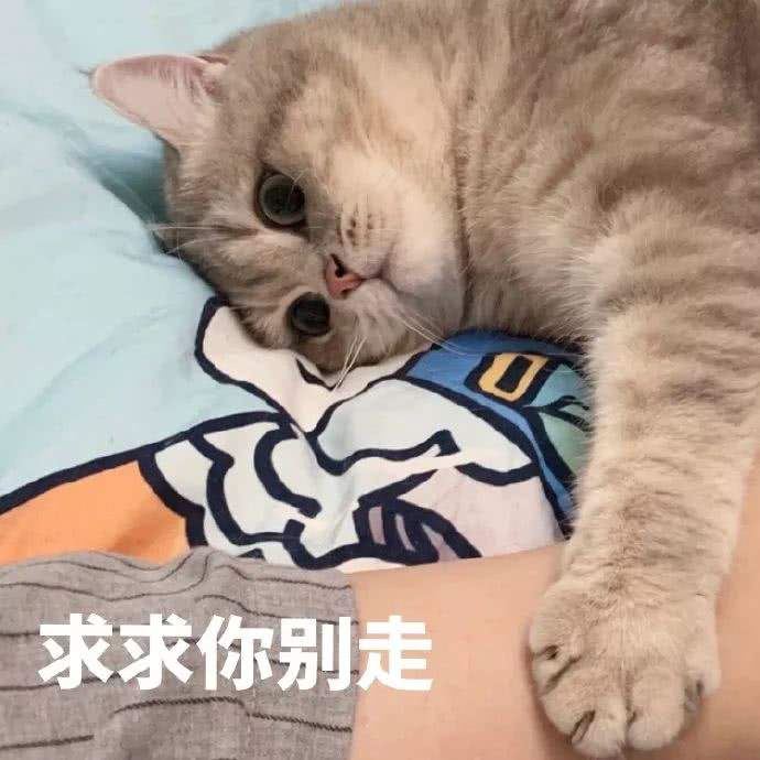 猫咪这些行为，其实是在向主人“道歉”，别傻傻不清楚